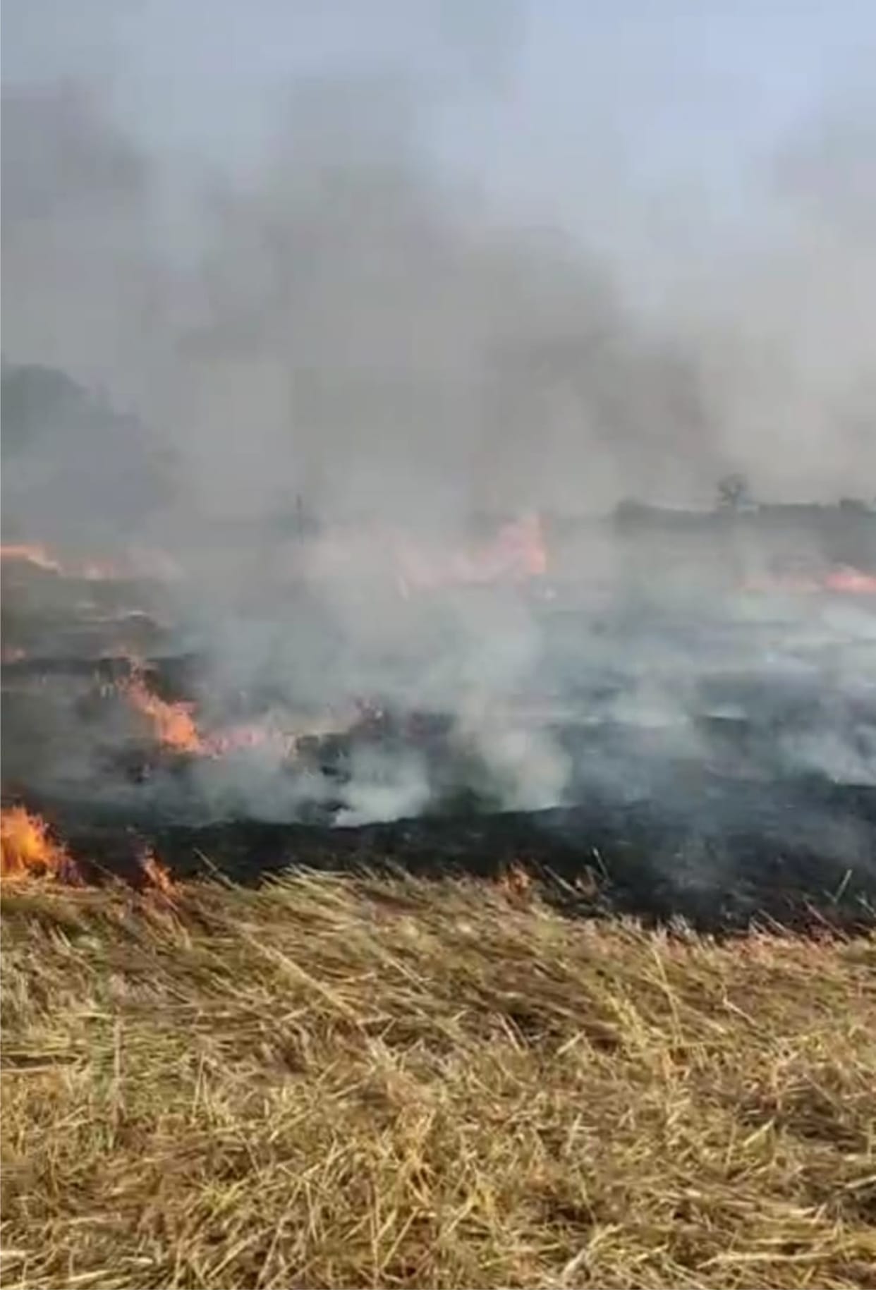 Fire broke out in 16 bigha wheat fields belonging to four farmers.
