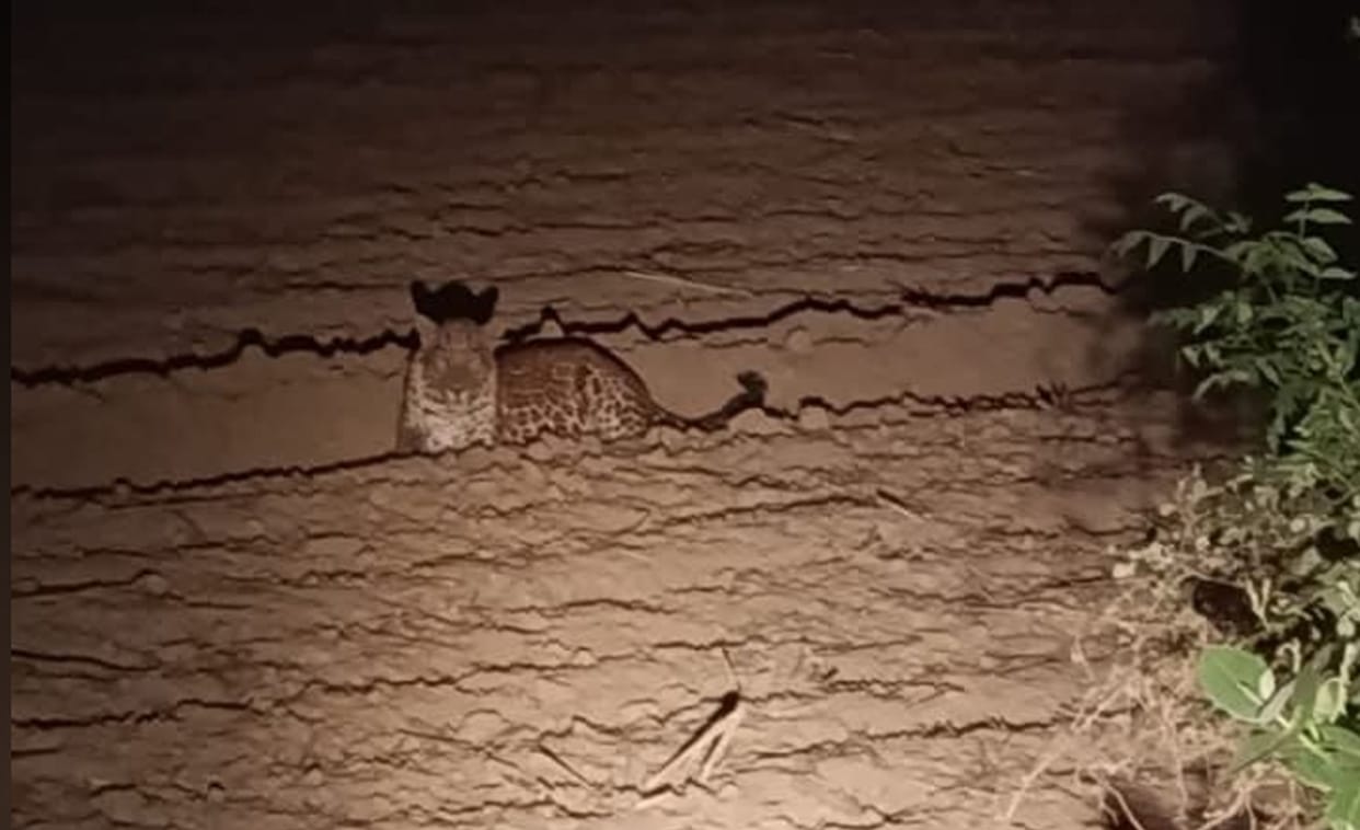 Leopard spotted in field, villagers panicked