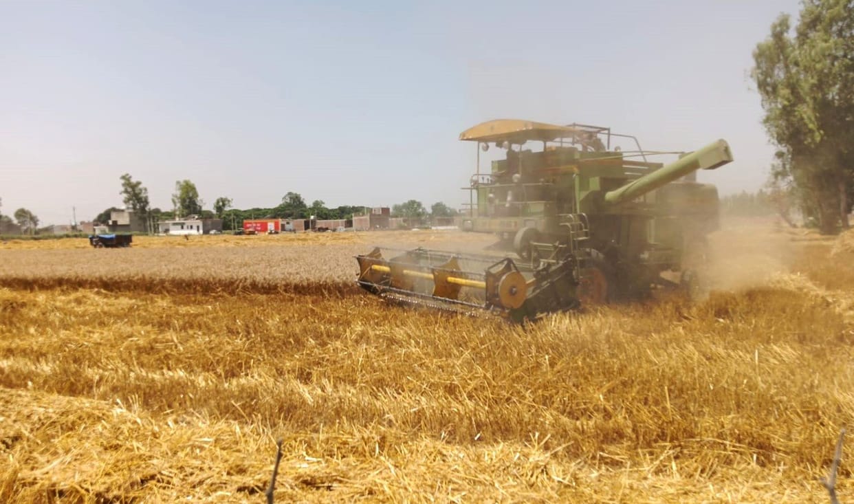 Dust particles generated during wheat harvesting and threshing are causing eye ailments.