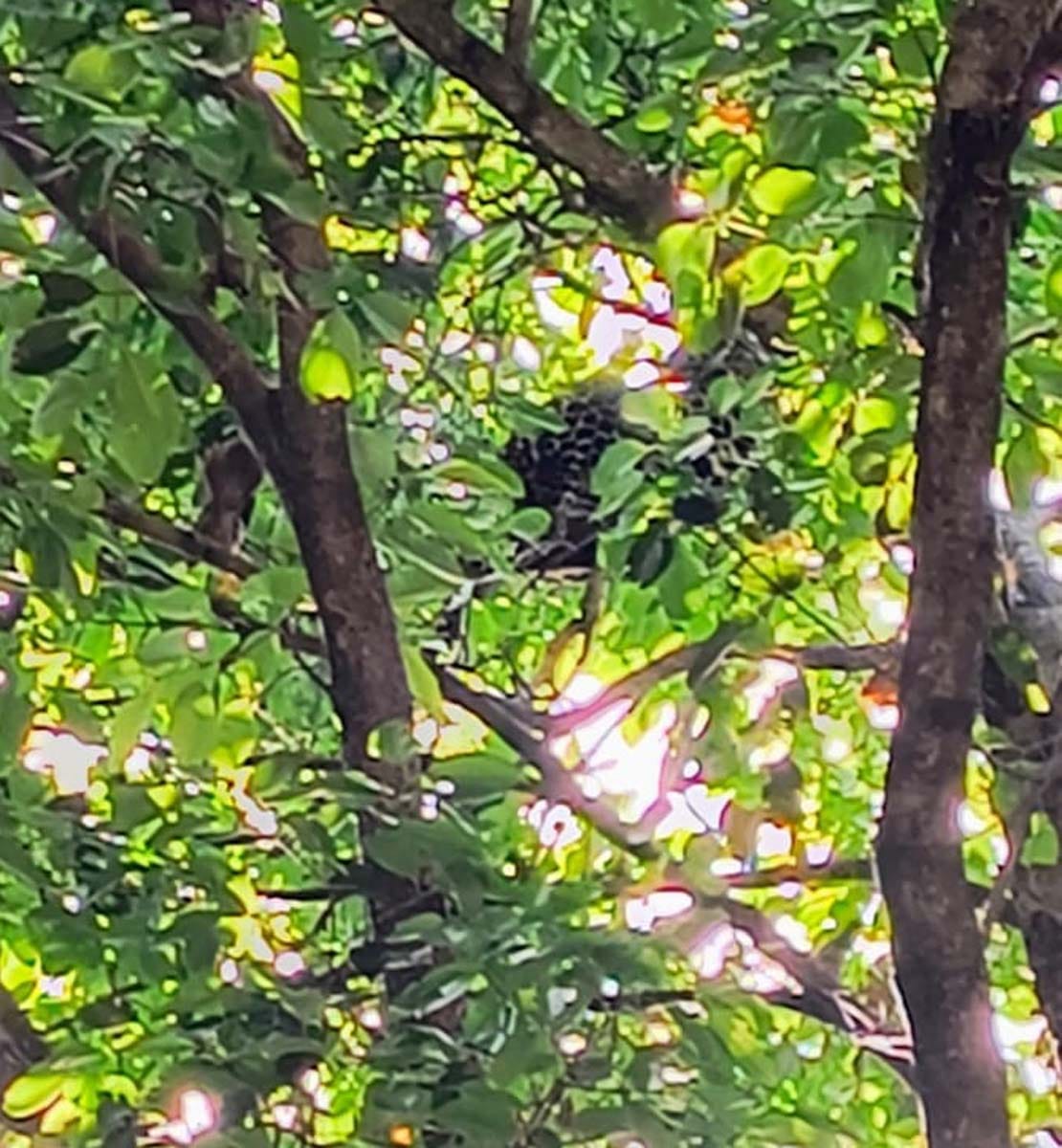 Villagers in Panic After Spotting a Leopard Clinging to a Tree