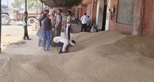 Hit by Moisture Damage: 150 Farmers Sell Wheat at Mandi, Incurring a Loss of 30 Lakhs