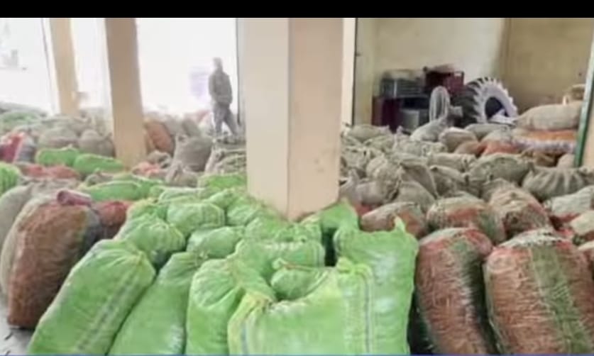 Peas are in abundance in Nerwa Mandi, farmers are getting better prices