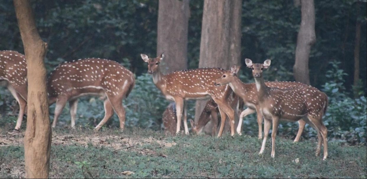 Sohelwa forest is full of rare animals and birds