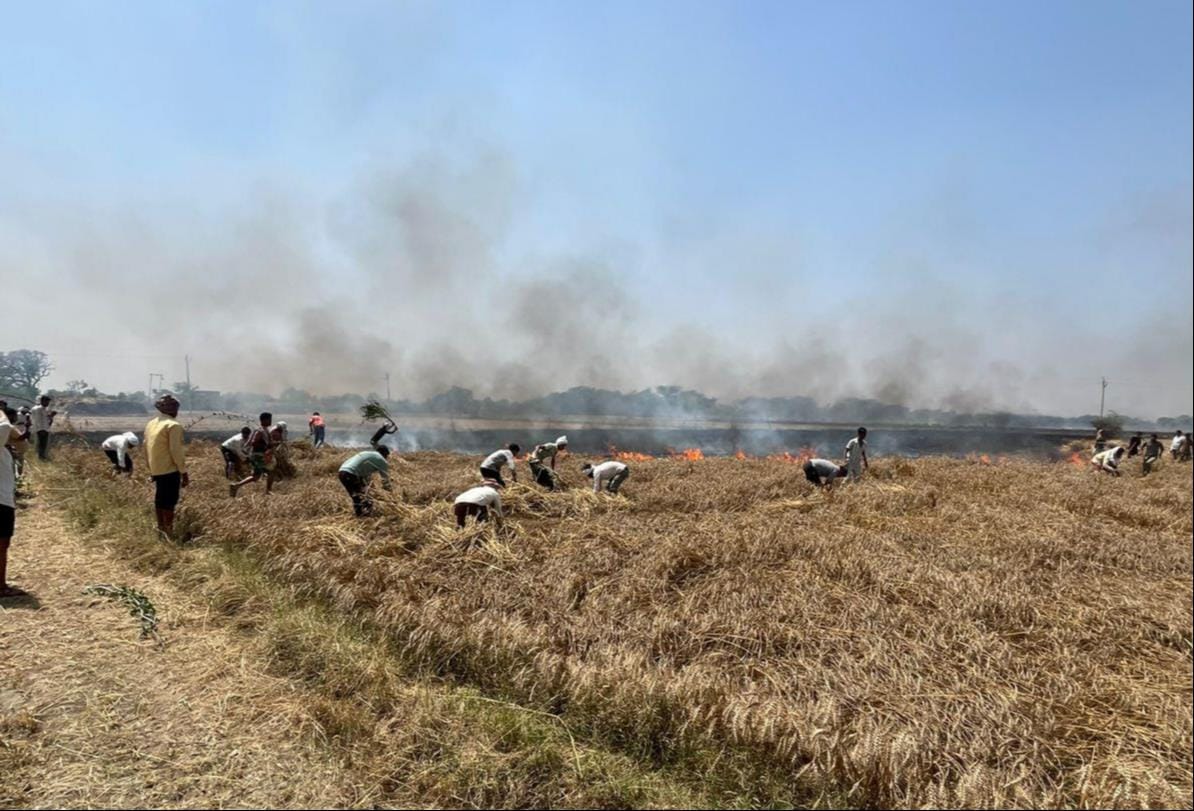 More than 50 bighas of wheat crop was burnt due to spark from high tension line.