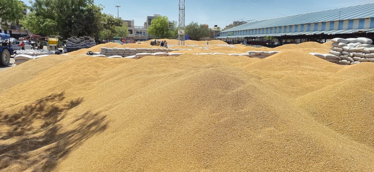 So far, 1.5 lakh wheat bags have been purchased in the headquarters market, 42 thousand have been lifted.