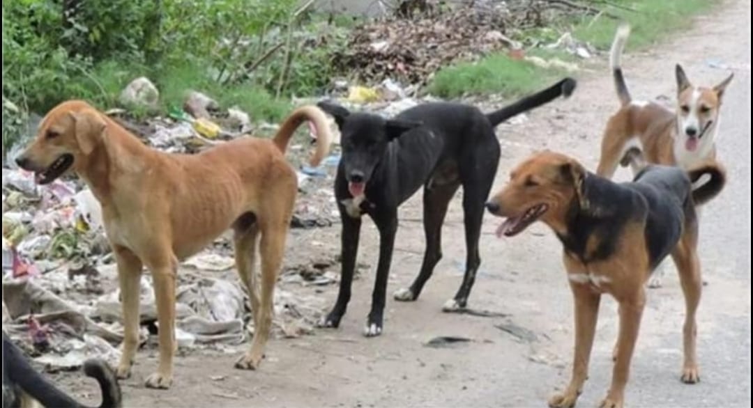 Saharanpur: A pack of dogs attacked and killed 71 sheep, many in a dying condition