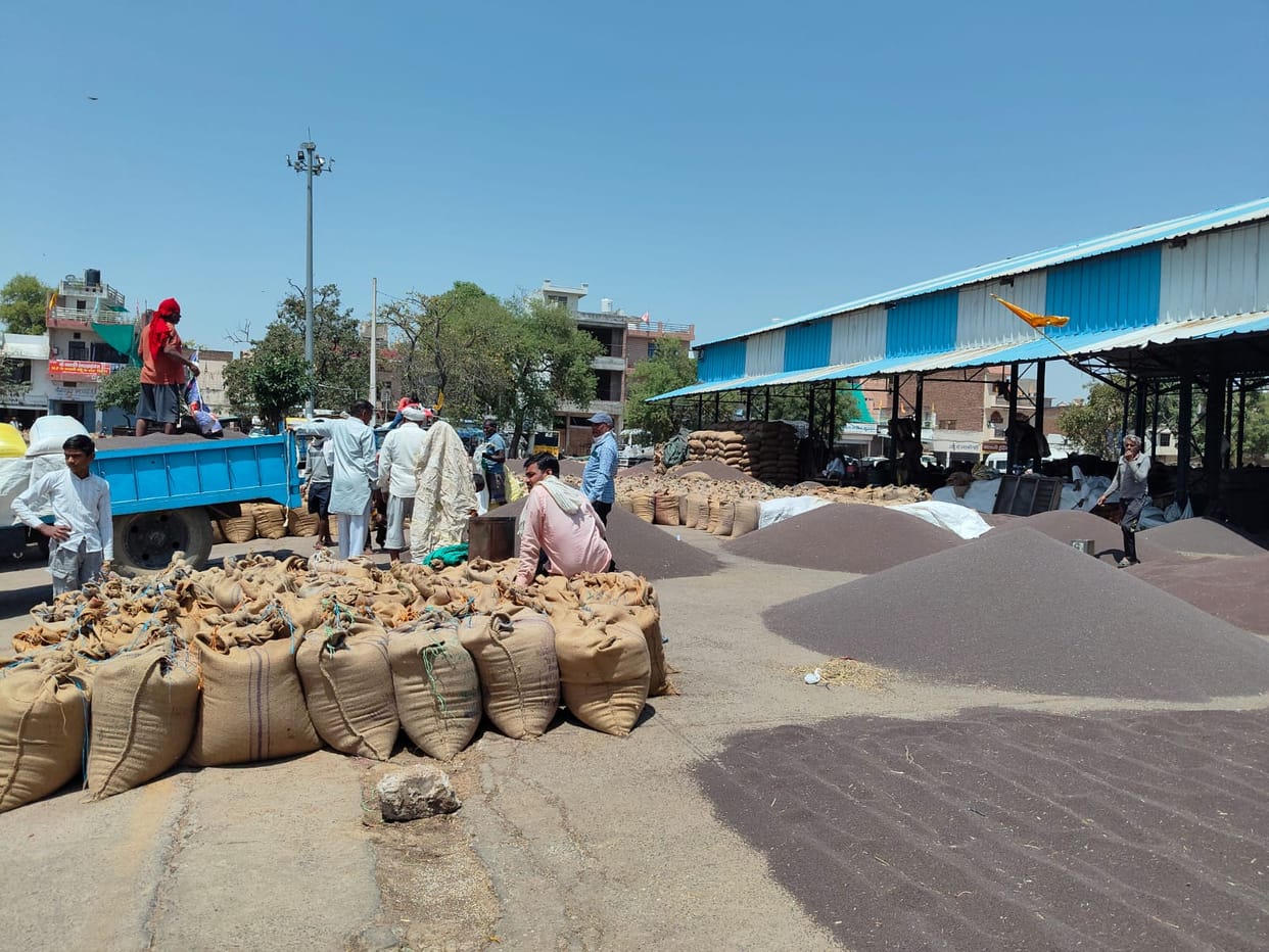 Wheat arrivals at the market have gathered momentum; mustard procurement is also underway.