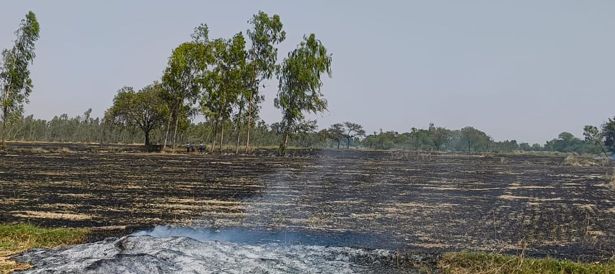31 bigha wheat crop burnt to ashes due to fire