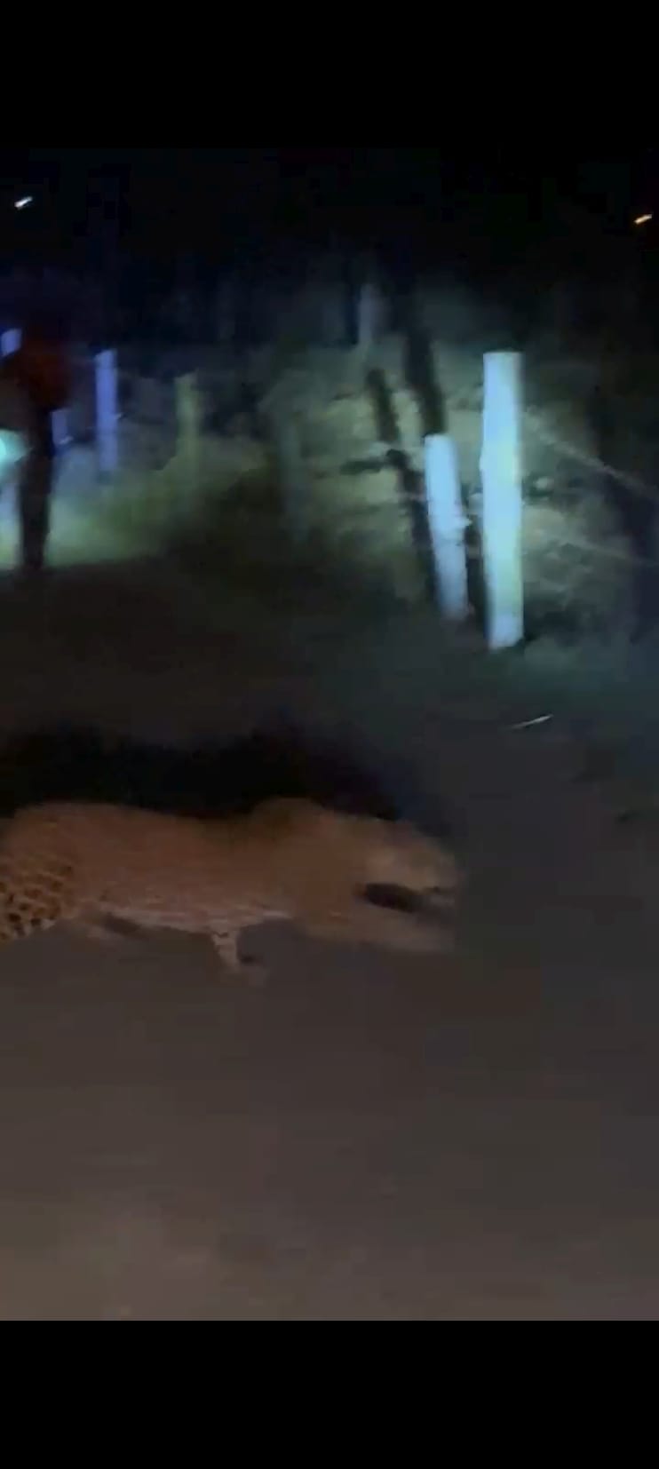 A leopard entered a house in Lohara village, villagers chased it away.