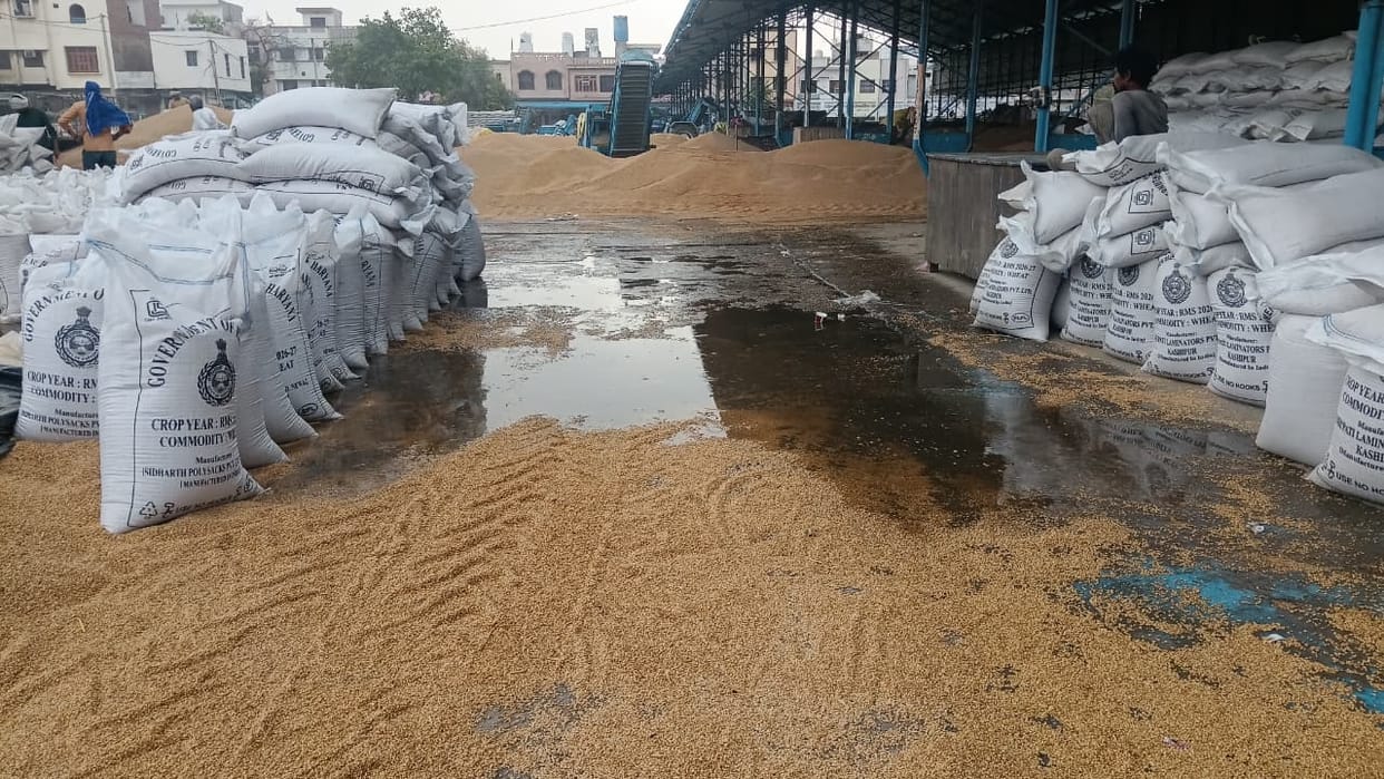 Drizzle wets wheat in mandis, 552377.8 metric tons of wheat arrive