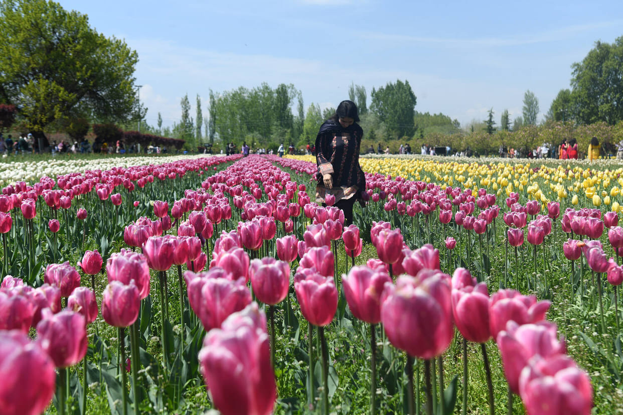 Srinagar, Tulip Garden Closed, 3.9 Lakh Tourist Reached