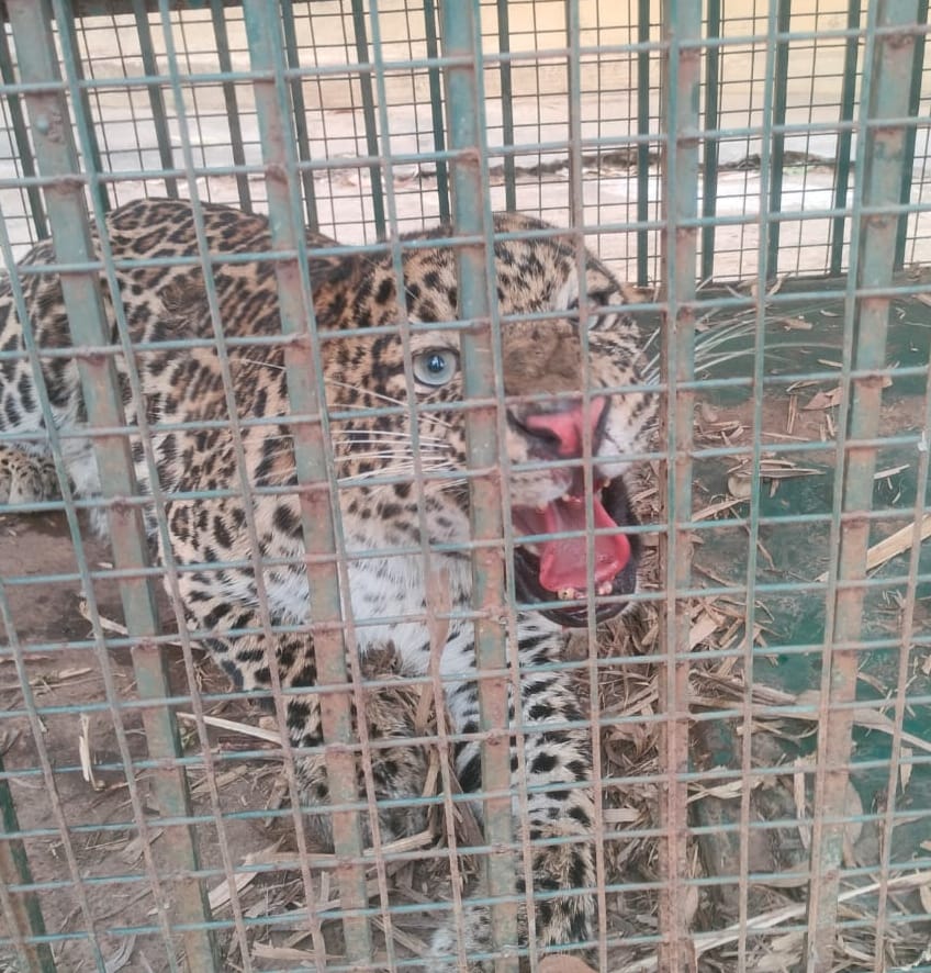Leopard caged in Mahavatpur, Saidpuri Mahichand