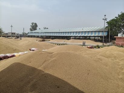 1.15 lakh quintals of wheat arrived at Kalanaur grain market, lifting of 2 thousand quintals