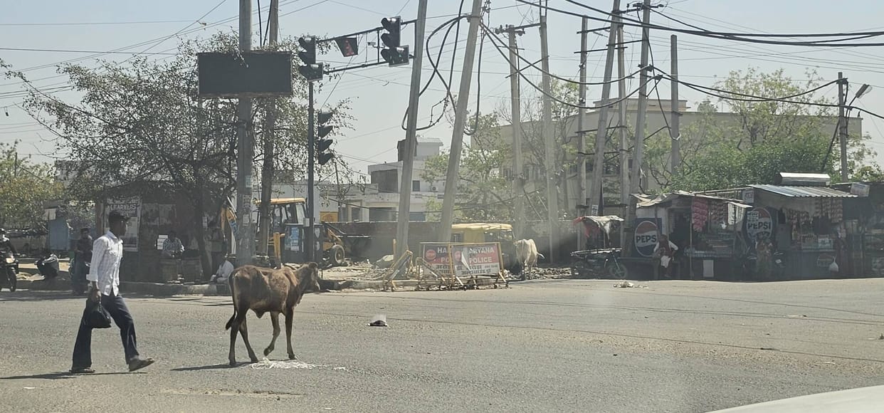 Menace of Stray Animals on Nuh-Adbar Bypass