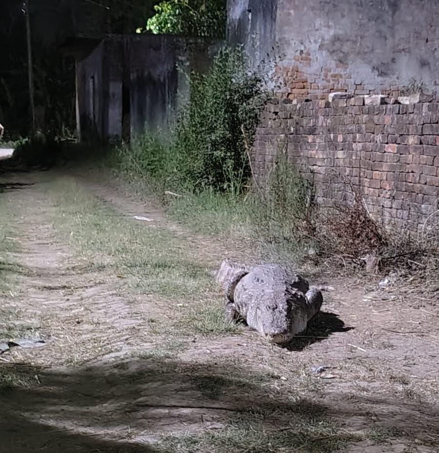 Crocodile reaches Badi Chamrod, Forest Department catches it