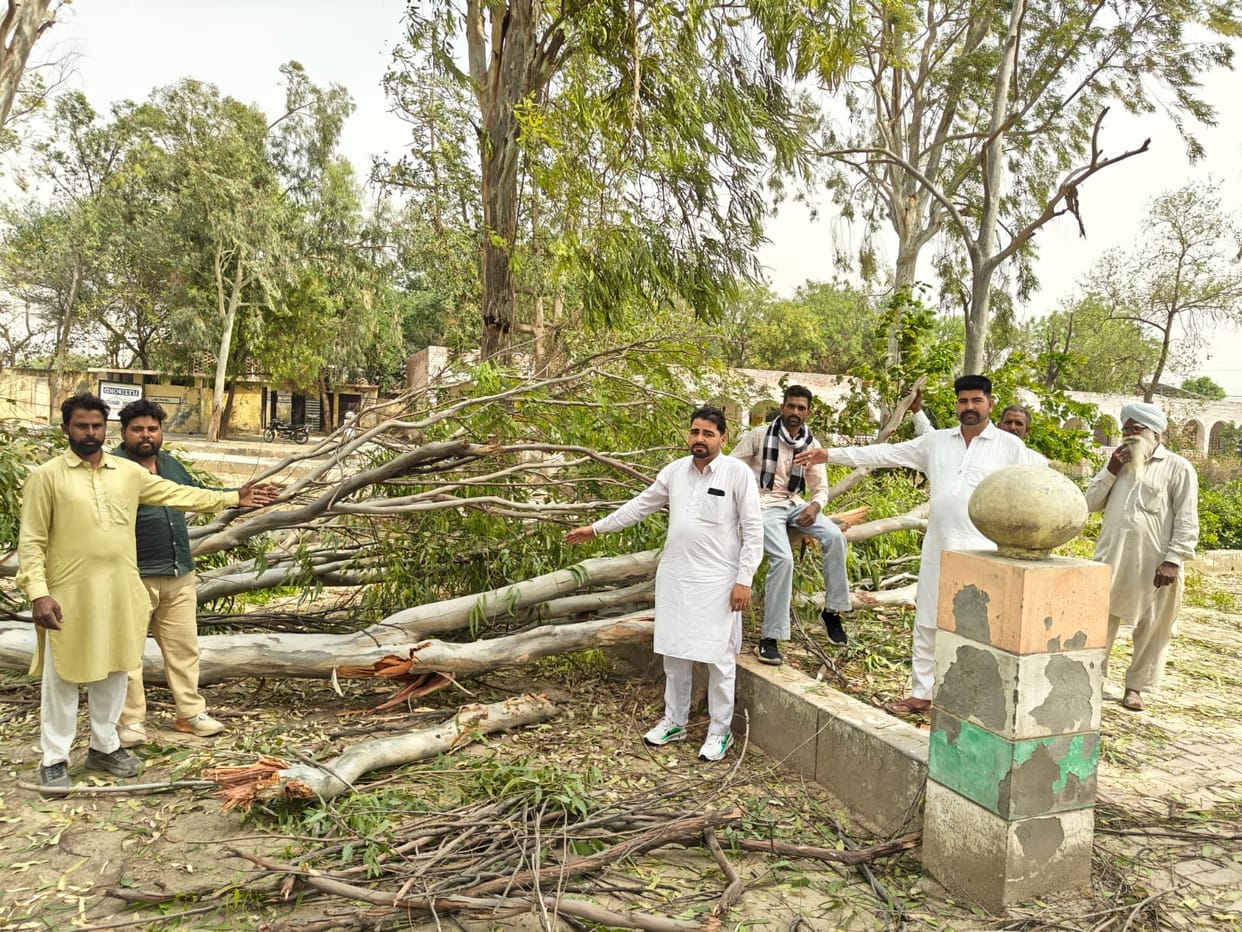 A tree fell in Alikan, a teacher narrowly escaped.