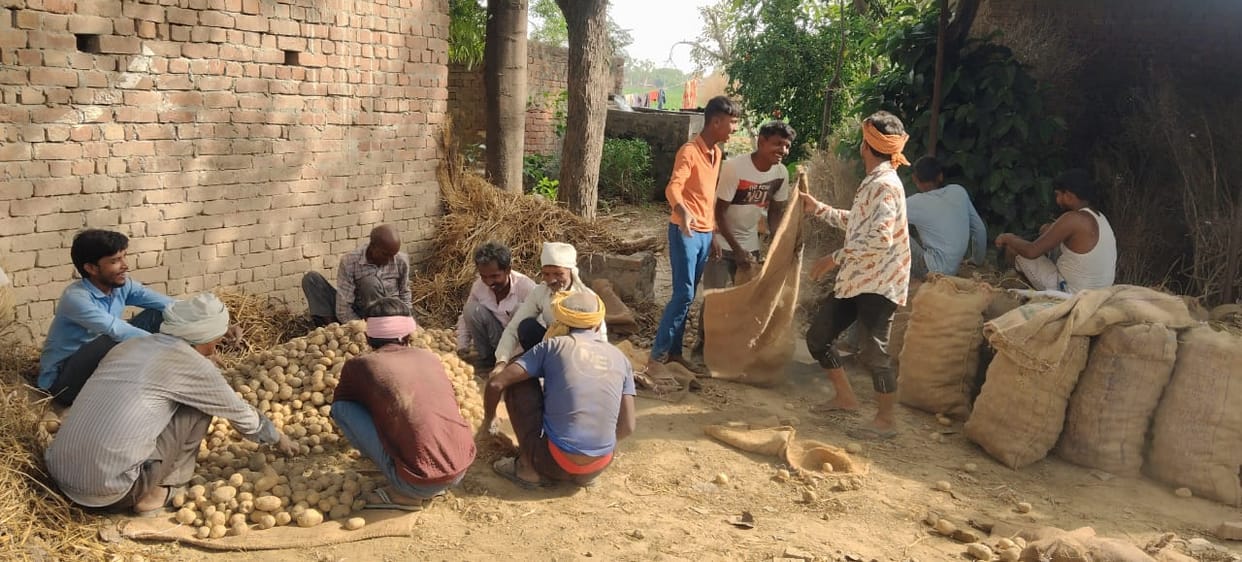 Slow Potato Offtake Raises Concerns for Cold Storage Owners in Agra