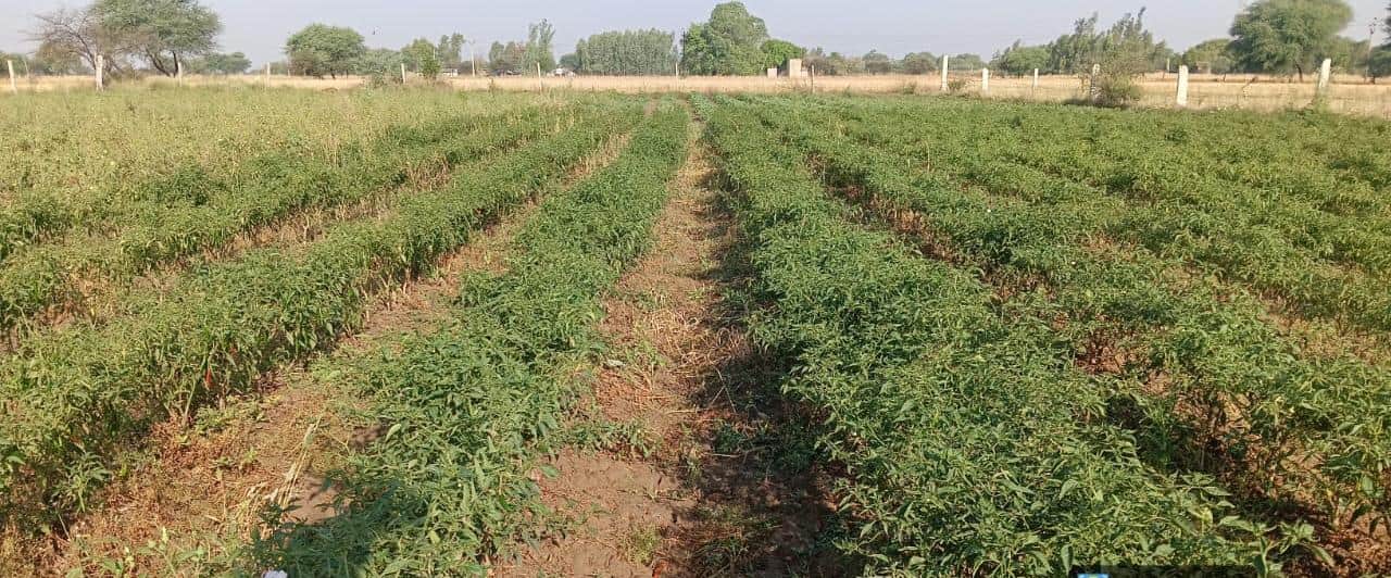 फोटो 17 एचएएमपी 05- खेत में लगे शाकभाजी के पौधे। स्रोत: किसान