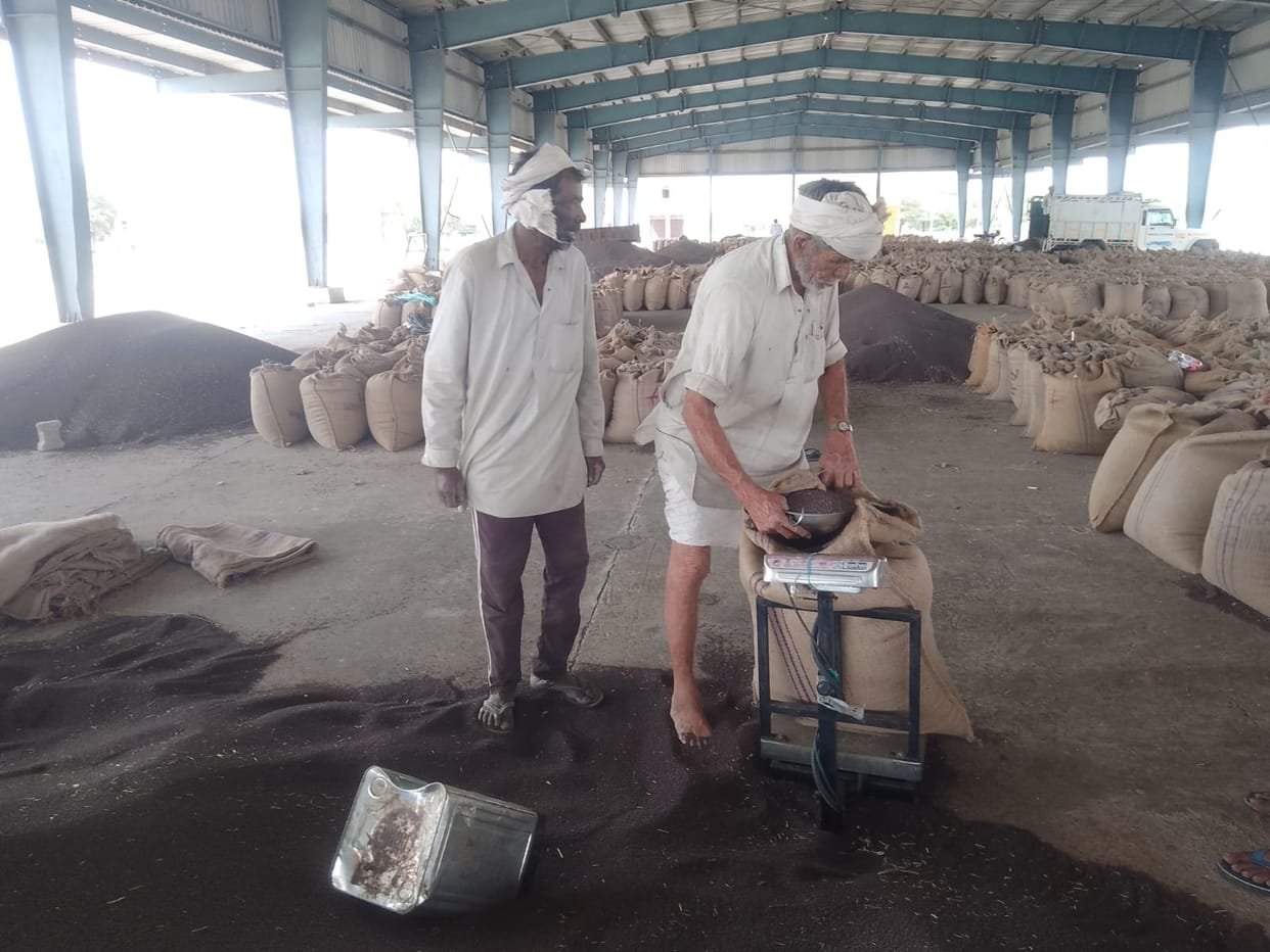 Government Procurement of Mustard Begins; 50 Quintals Sold