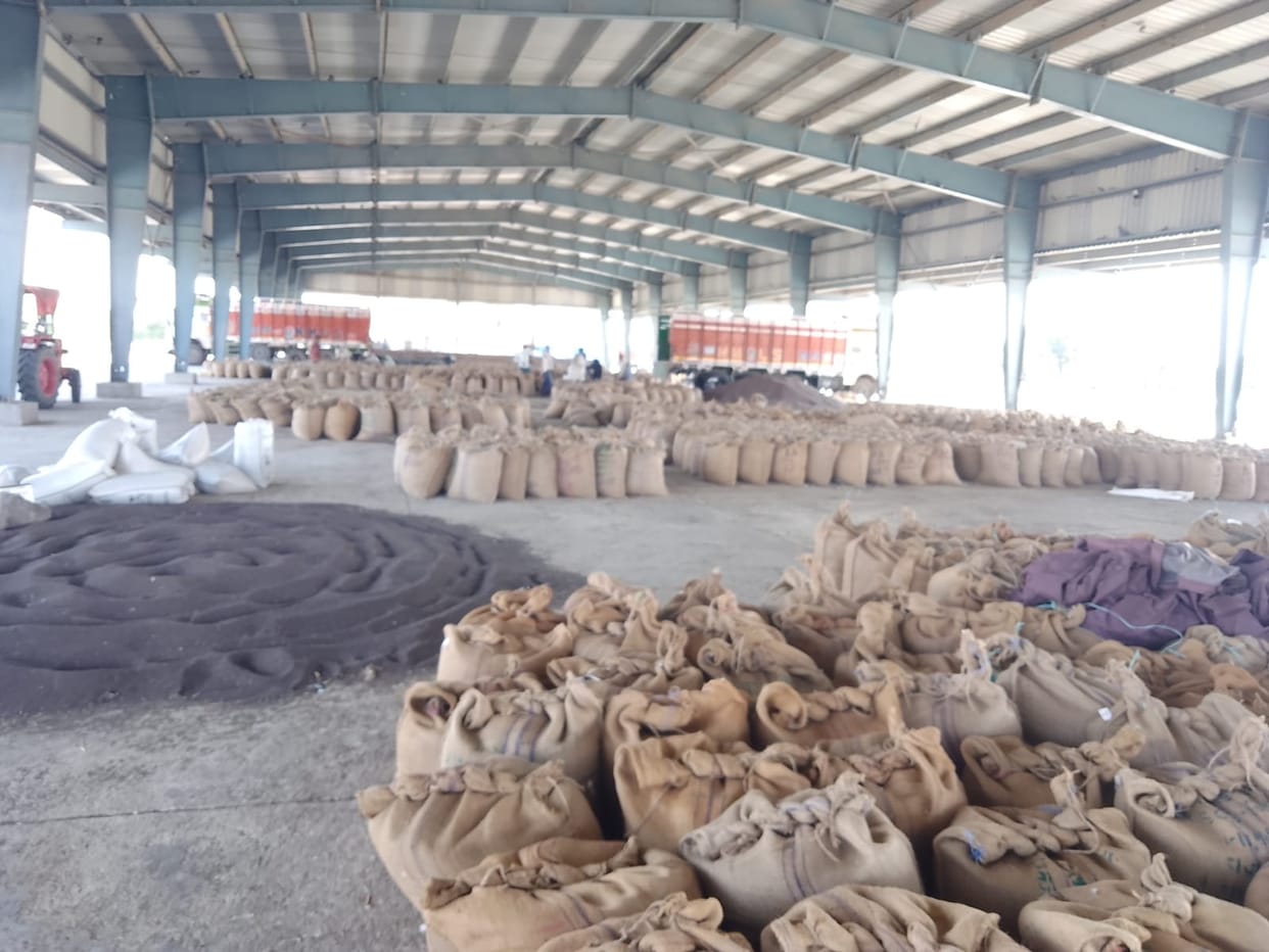 Mustard is again moving away from the market and towards the procurement centers.