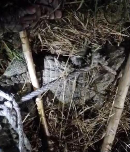 A five-foot-long crocodile was found in a wheat field.