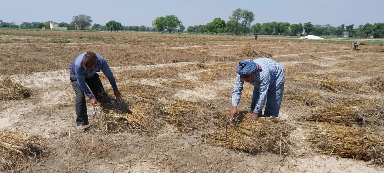 First, crops were ruined by the rains; now, farmers are trapped in a vicious cycle.