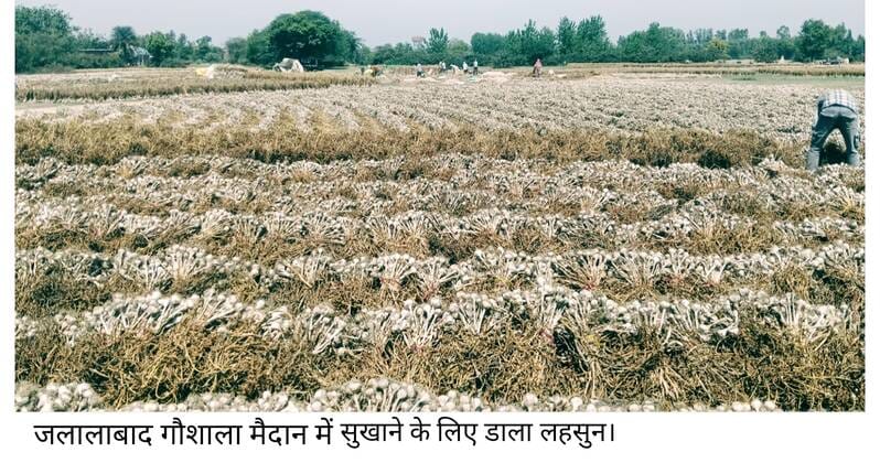Garlic crop wipes away farmers' tears