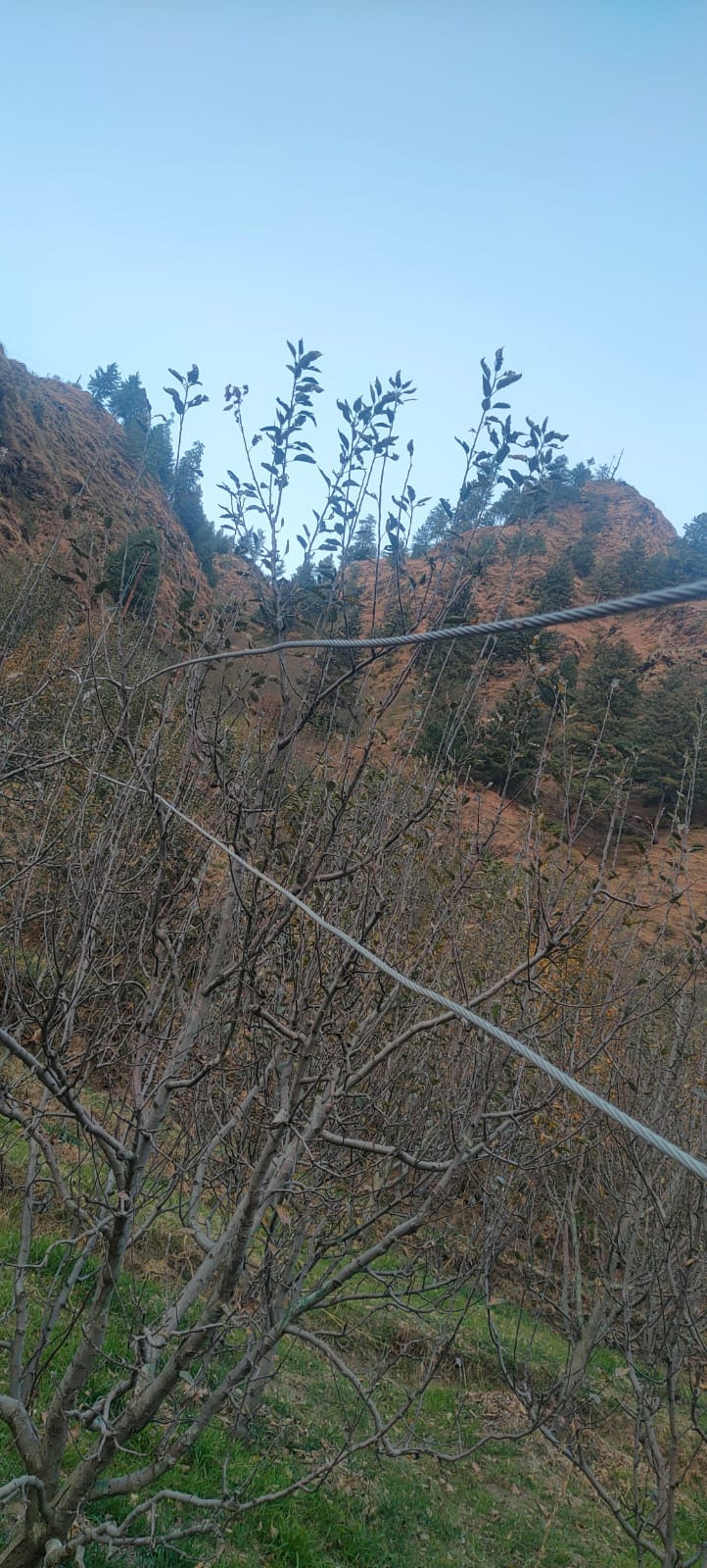 In Baga village, the poles are dilapidated, the wires are entangled in the apple plants.