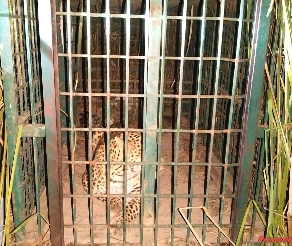 Female leopard captured in cage, sent to Gorakhpur Zoo