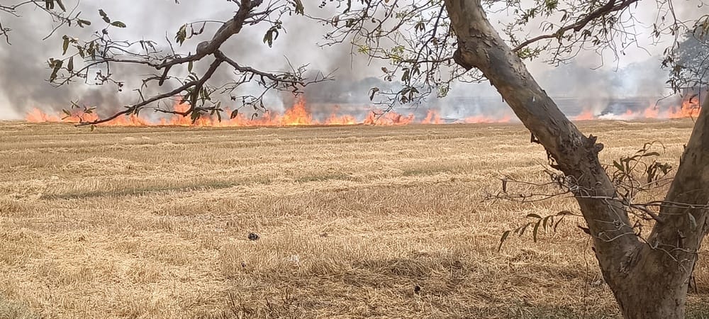 400 bighas of wheat residue burnt in the Siwan of Phulpur and Sagdi due to fire.