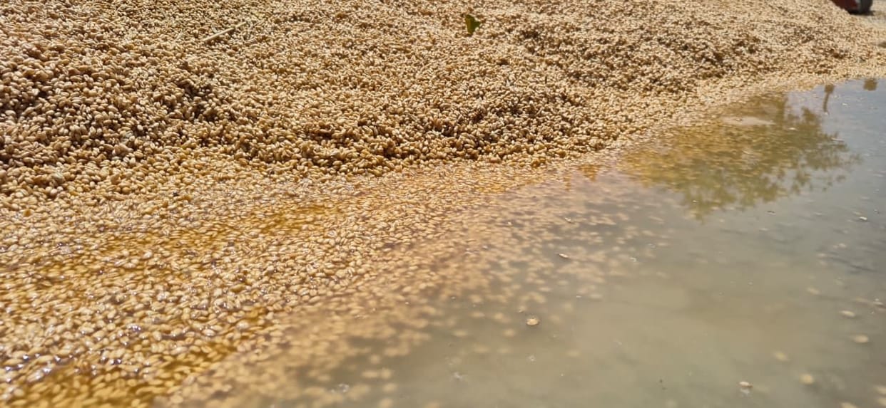 Grain was scattered due to the rain, purchases were halted and lifting stopped.