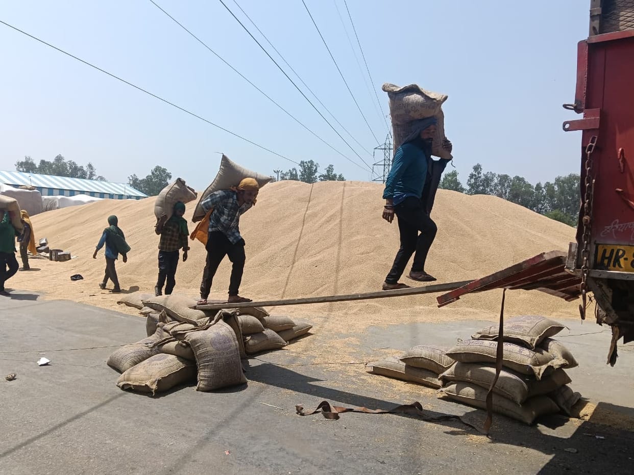 5.54 lakh quintals of wheat have arrived, but payment has been made so far for only 23,210 quintals.