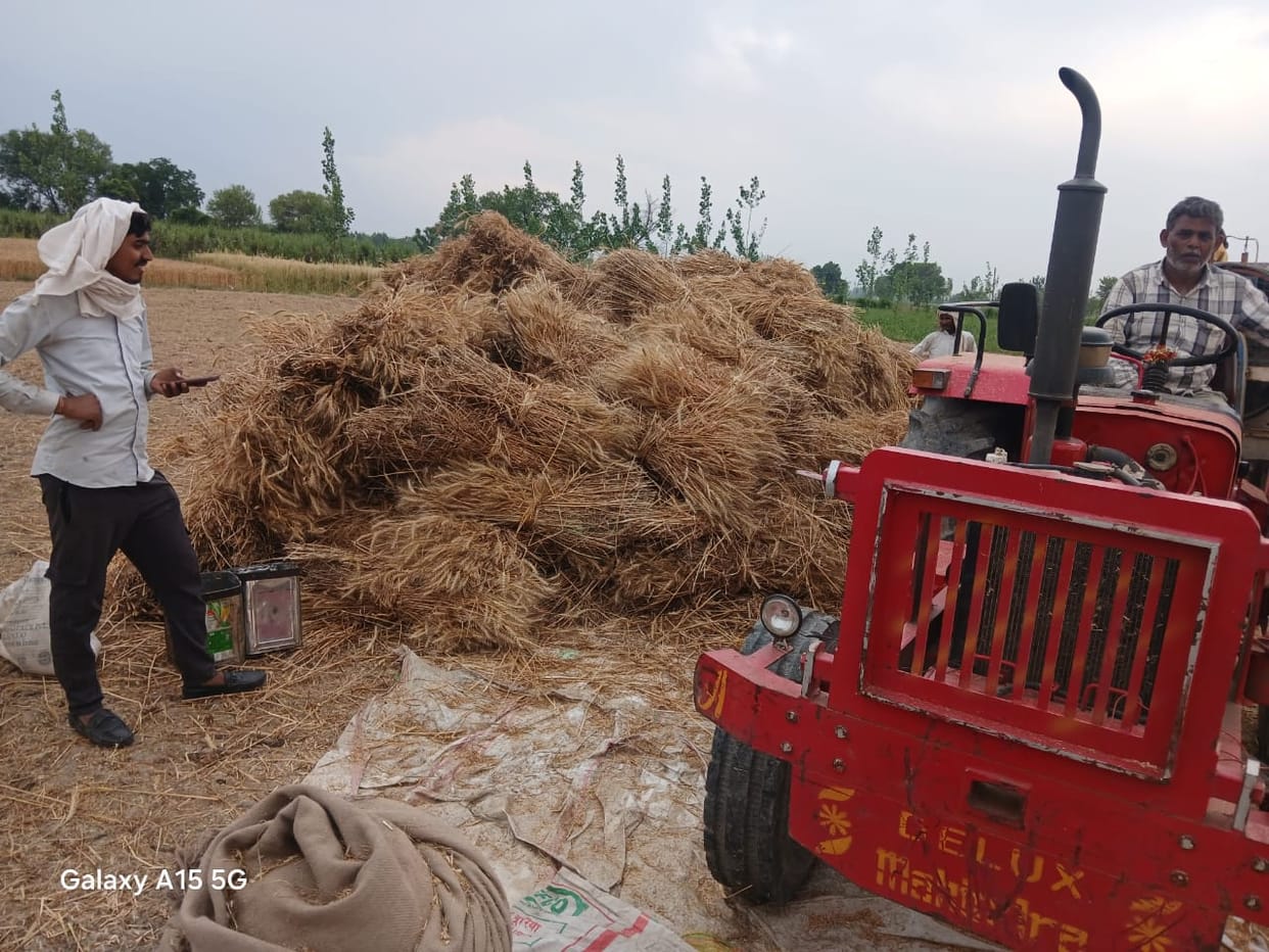 Drizzle disrupts farmers' sleep, halts harvesting and threshing