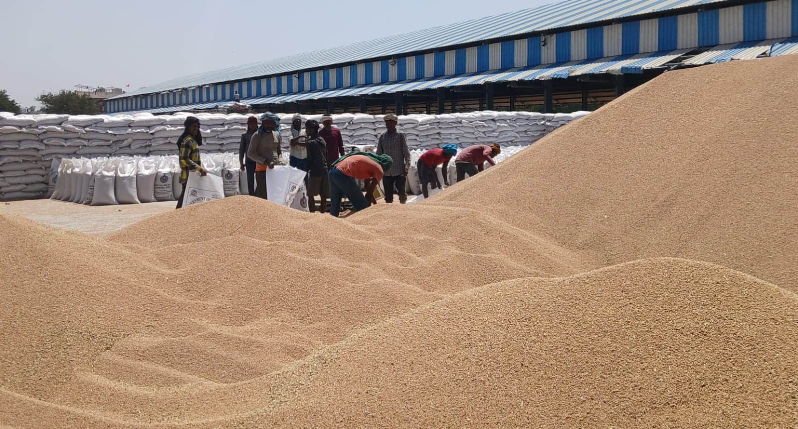 15 नई अनाज मंडी में दोपहर के समय गेहूं के बैग भरते मजदूर। संवाद