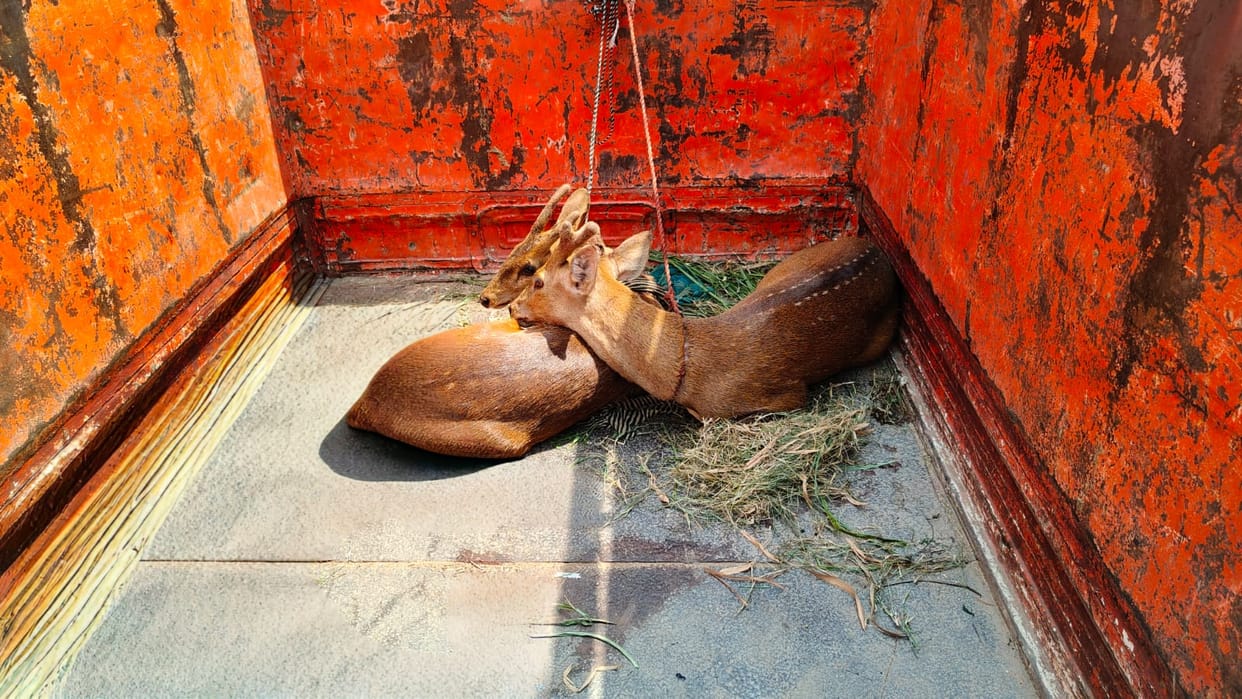 The deer strayed from the forest and reached the populated area