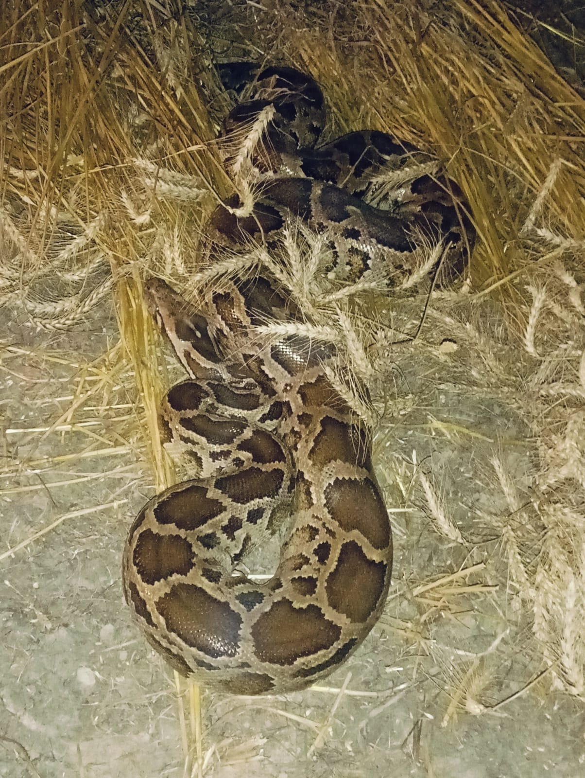 10 feet long python found in the field