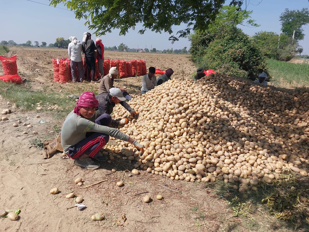 Relief for Agra Potato Farmers: Administration Plans Tie-Ups with E-Commerce Firms for Better Prices