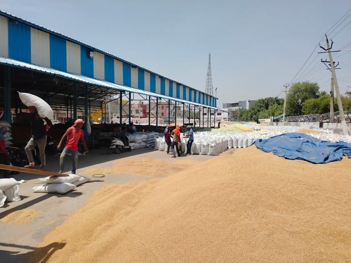8 lakh 94 thousand quintals of wheat lifted from the mandis