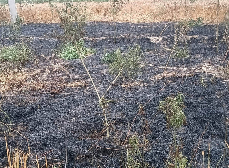 Several bighas of wheat crop were burnt due to sparks from an HT line.