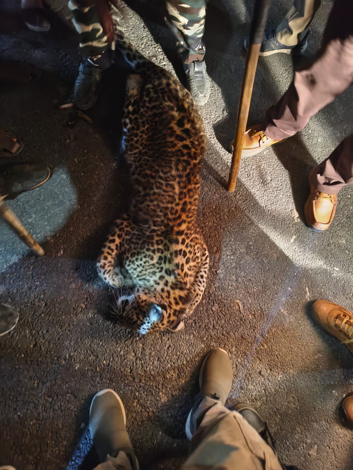 Carcass of female leopard found on road, feared killed by vehicle collision