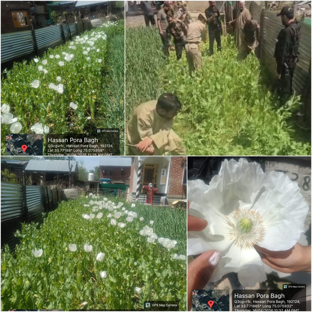 Srinagar, Three Arrested, Drug Smuggling