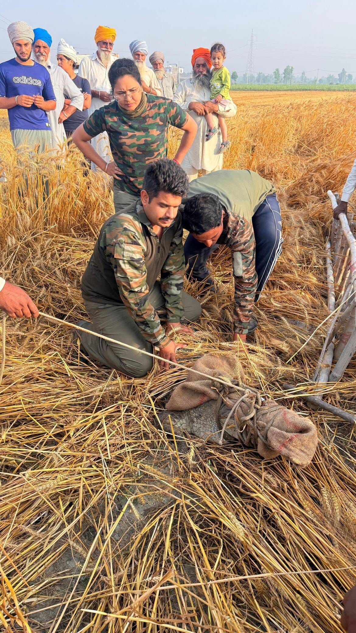Crocodile found in a field near Kunhera village