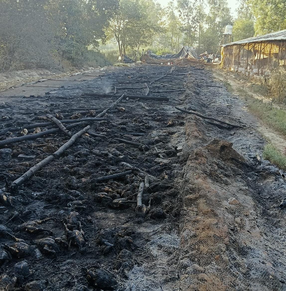 Three thousand chicks were burnt alive