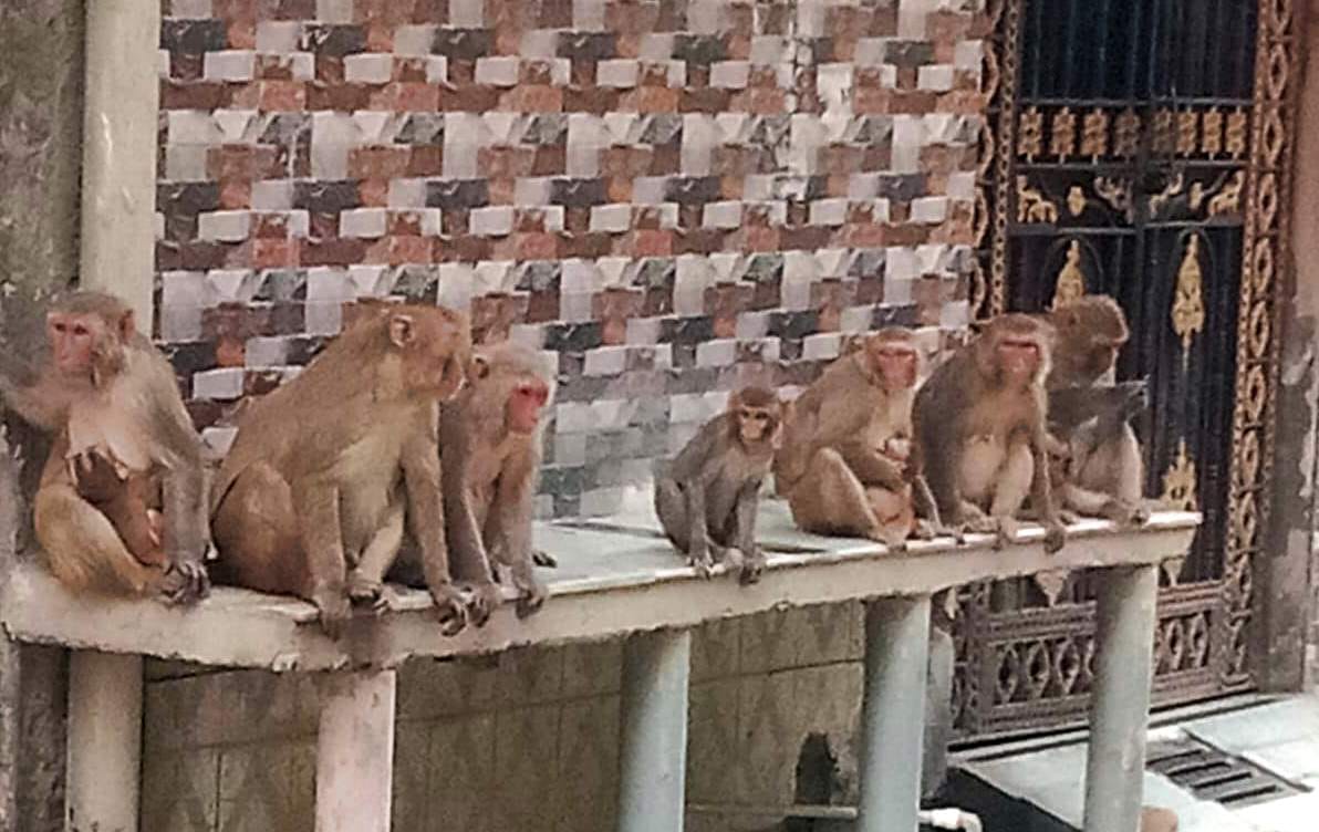 City residents plagued by monkey menace; no solution in sight.
