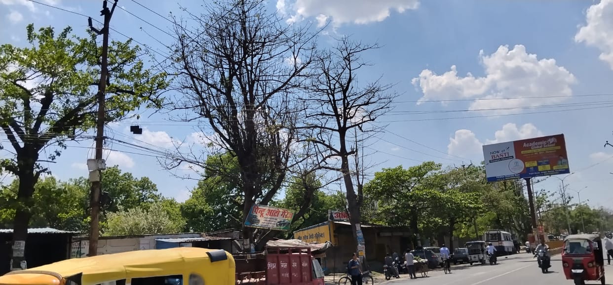 Danger to pedestrians due to dry and hanging trees on the roadside