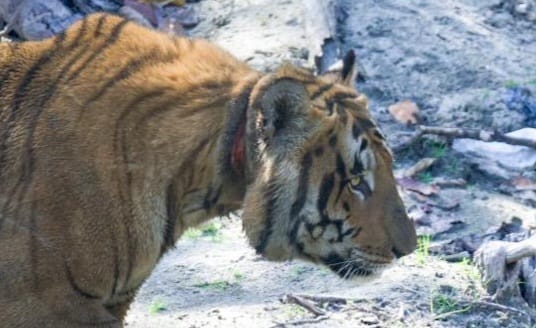 Injured tiger spotted during jungle safari, wounds visible on neck