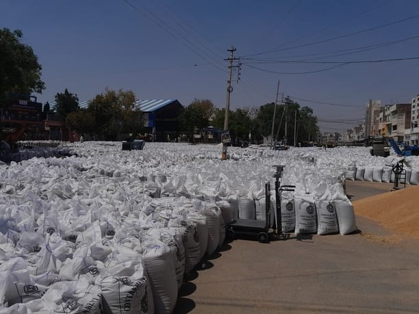 78 lakh quintal wheat reached in mandi