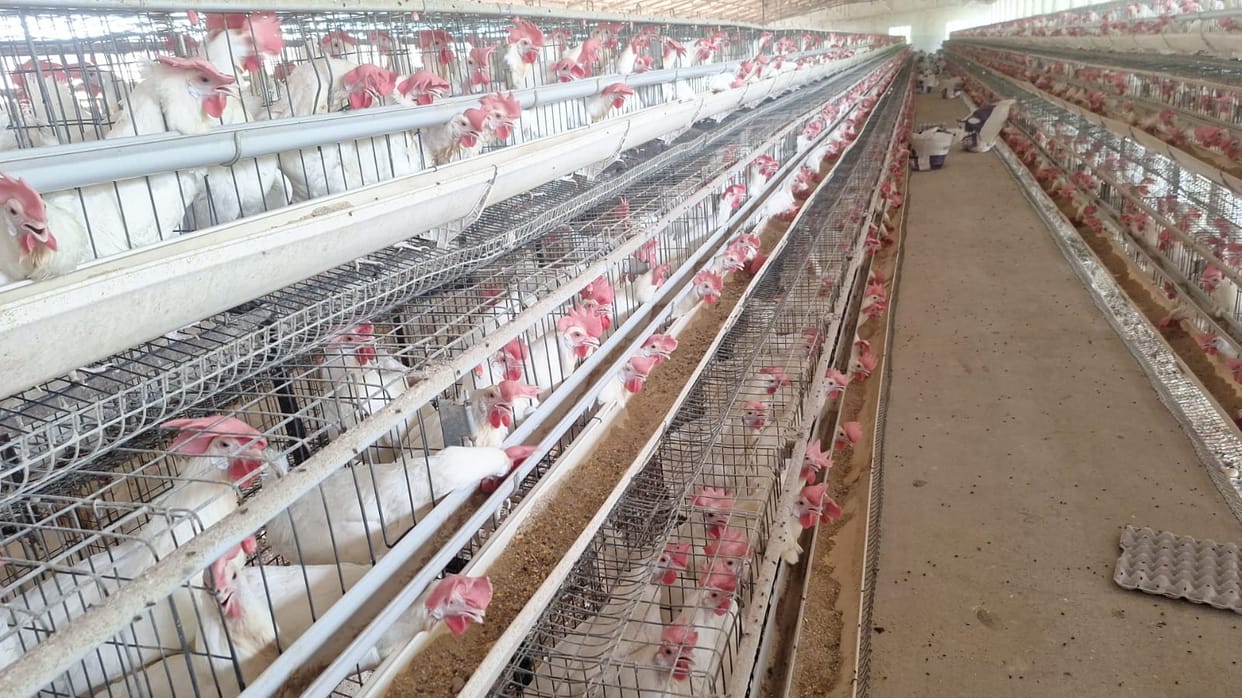 People of Assam, Himachal and Uttarakhand are improving their health with eggs from Saharanpur