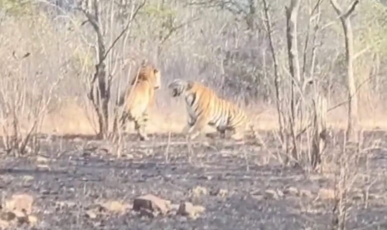 Loss of habitat for tigers, increased entry into residential areas