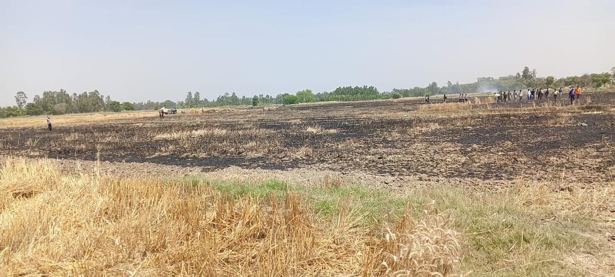 30 bighas of wheat crop destroyed in fire, allegation of causing damage due to enmity